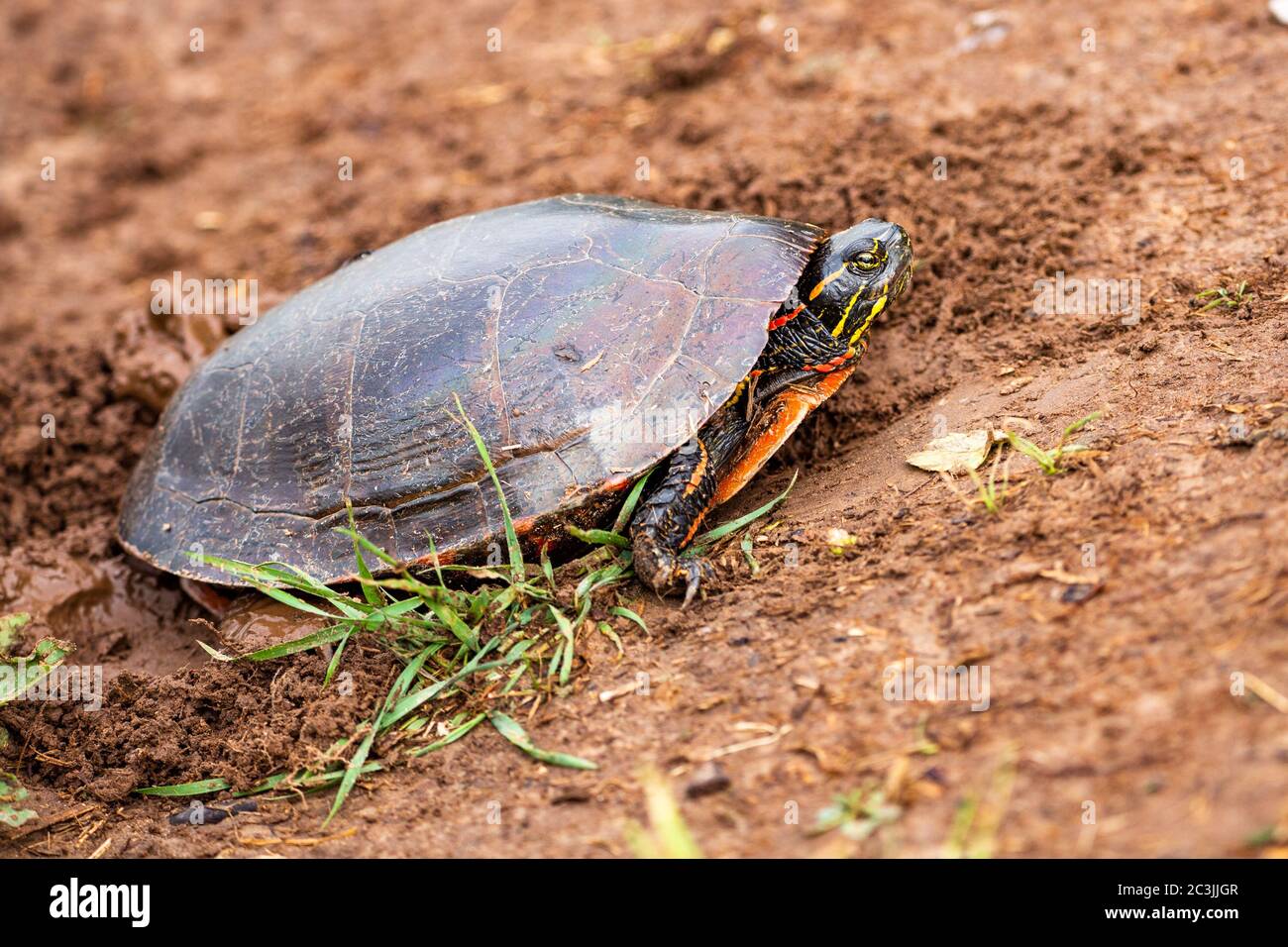 Nahaufnahme einer Wisconsin Western Painted Turtle (Chrysemys picta), die Eier legt, horizontal Stockfoto