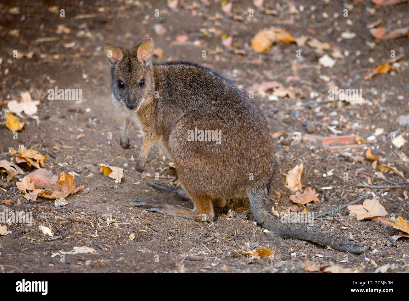Kangaroo Bennett's oder Dendrolagus bennettianus auf dem Boden. Stockfoto