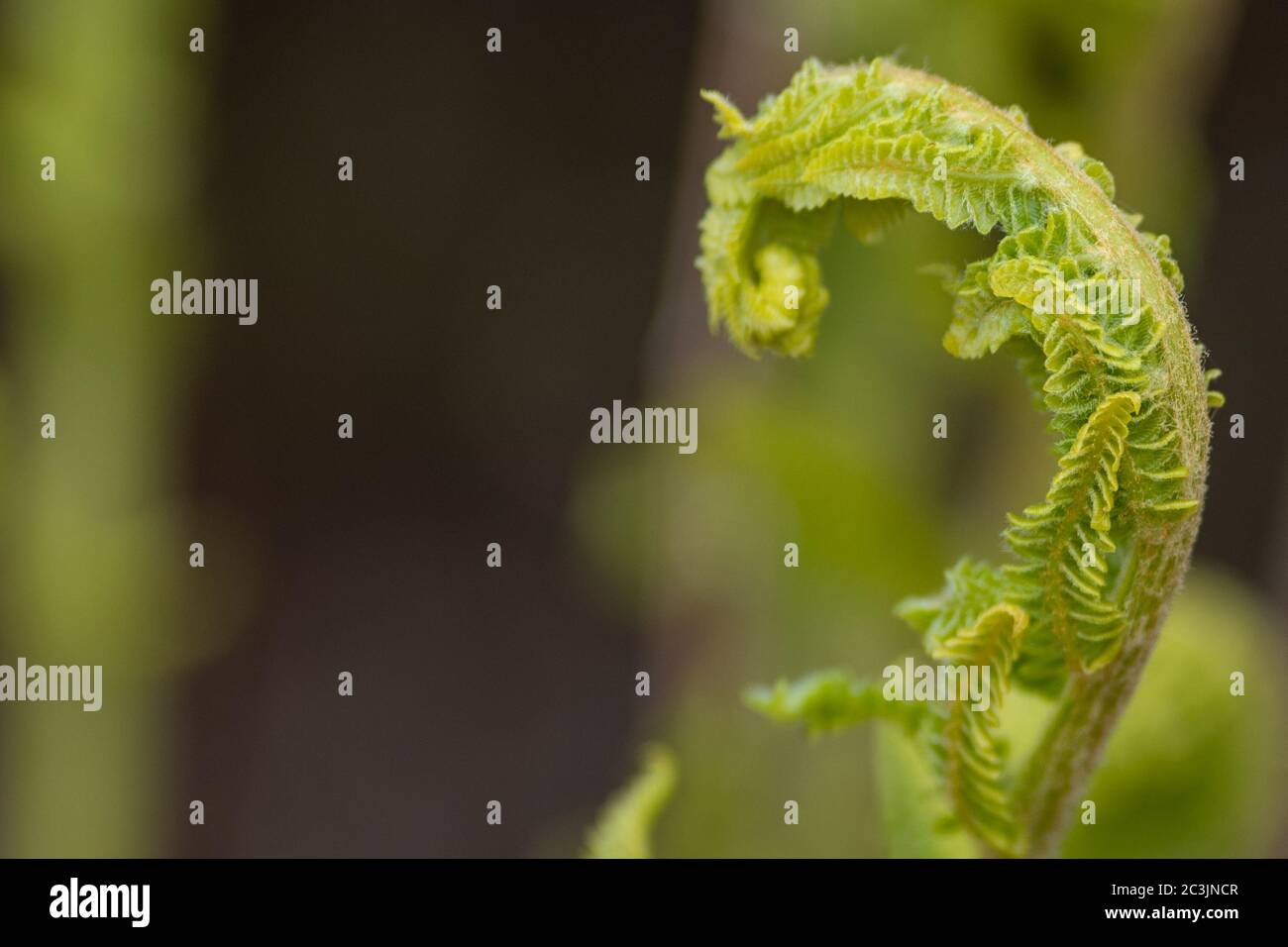 Ein fiddlehead Farn oder Grün, das sich in einen als Gemüse geernteten Wedel ausrollt. Die Pflanze ist ein essbarer Spross des Straußenfarns, eine saisonale Delikatesse. Stockfoto