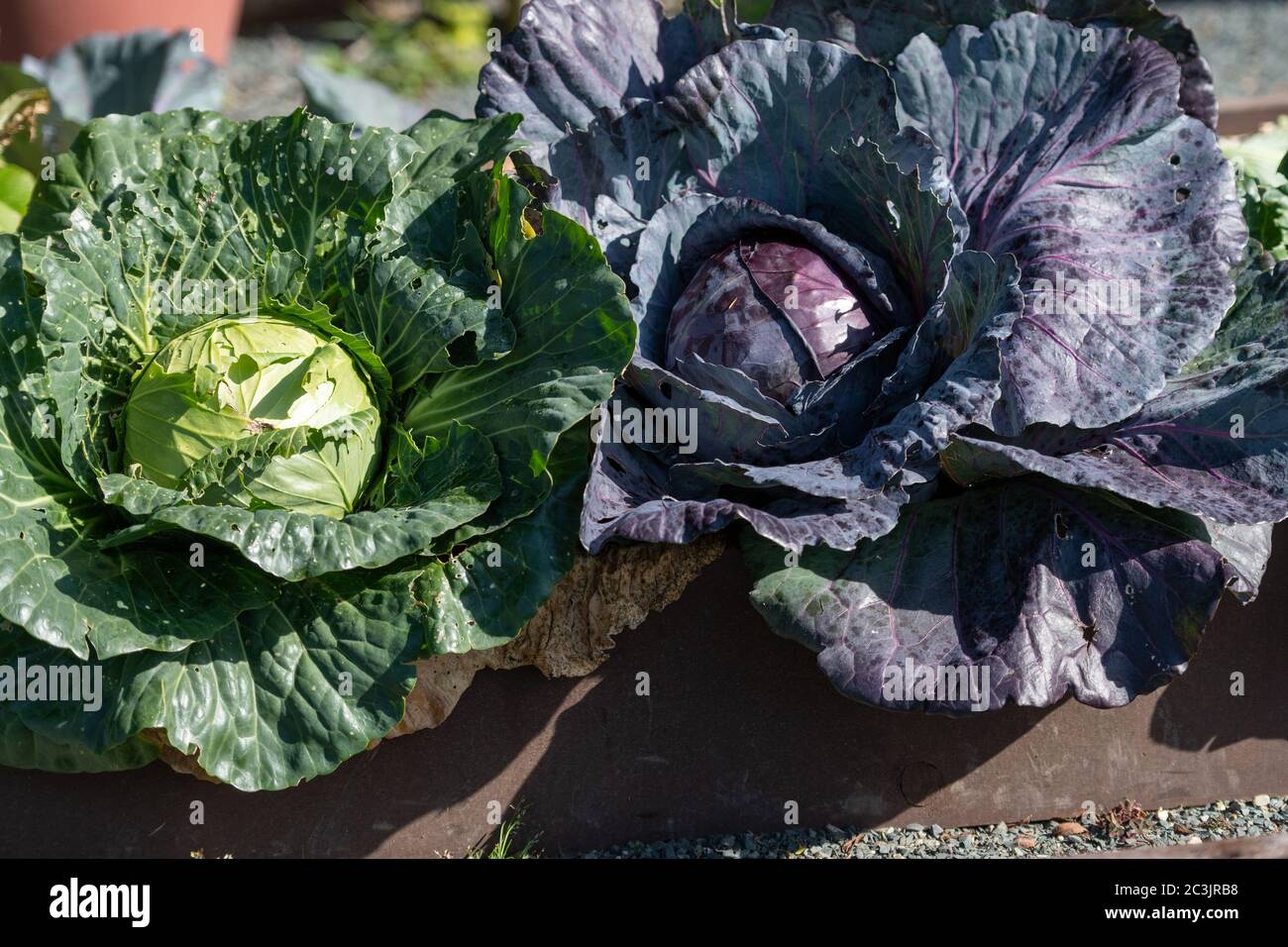 Zwei Köpfe frischen Kohl, ein Gemüse ist grün und das andere Produkt ist rot. Die reifen Köpfe sind Bio-Ernte wächst in einem Bauerngarten. Stockfoto