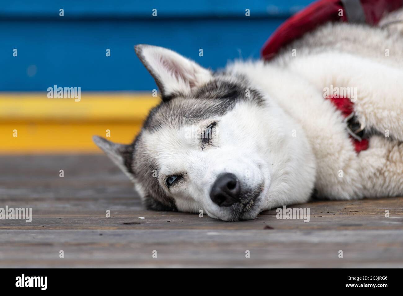 Ein schwarz-weißer Husky Hund, der seinen Kopf auf einem Holzdeck mit fast geschlossenen Augen legt. Das Tier hat einen Kragen um den Hals. Stockfoto