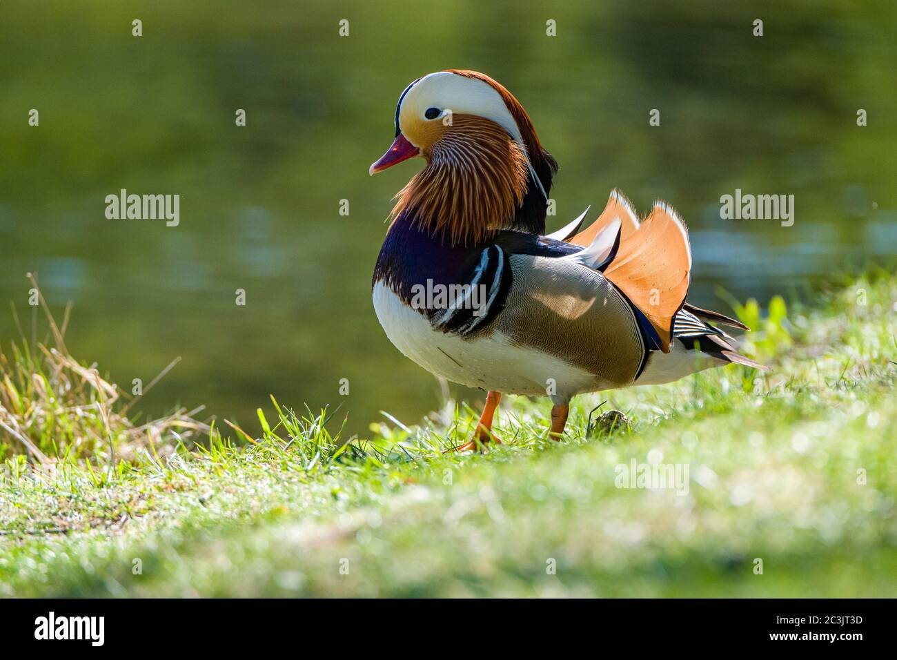 Auf einer grünen Wiese steht eine Mandarinente (Aix galericulata) Stockfoto