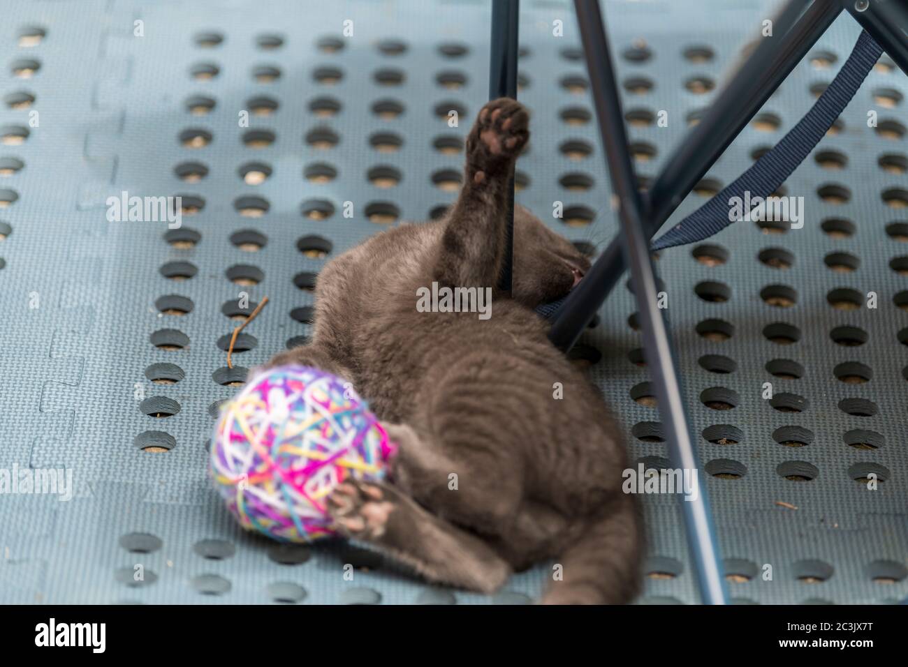 Graue Katze spielt mit einer Garnkugel, die auf dem Bett liegt. Geringer Fokus, unscharfer Hintergrund. Stockfoto