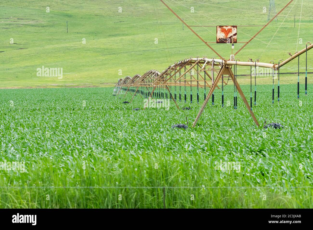 Nahaufnahme der Deckenbewässerung Sprinkleranlage für die landwirtschaftliche Nutzung in einem Maisfeld auf einem Bauernhof in Südafrika Stockfoto