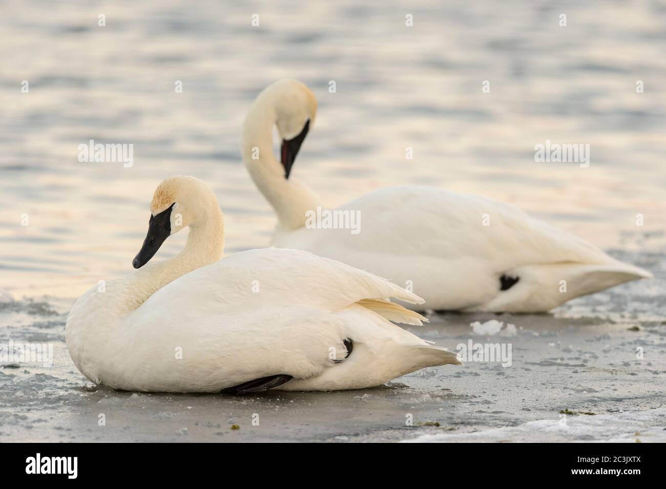 Trompeter Schwan (Cygnus buccinator), Fielding Park Sanctuary, Greater Sudbury, Ontario, Kanada Stockfoto