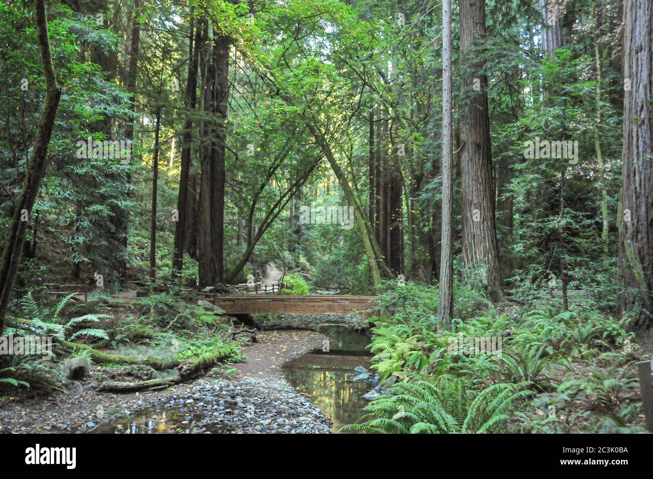 Dichter Wald in Muir Woods, ein alter Redwood Wald in der Nähe von San Francisco, Kalifornien, der einen kleinen Bach und eine Brücke zeigt. Stockfoto