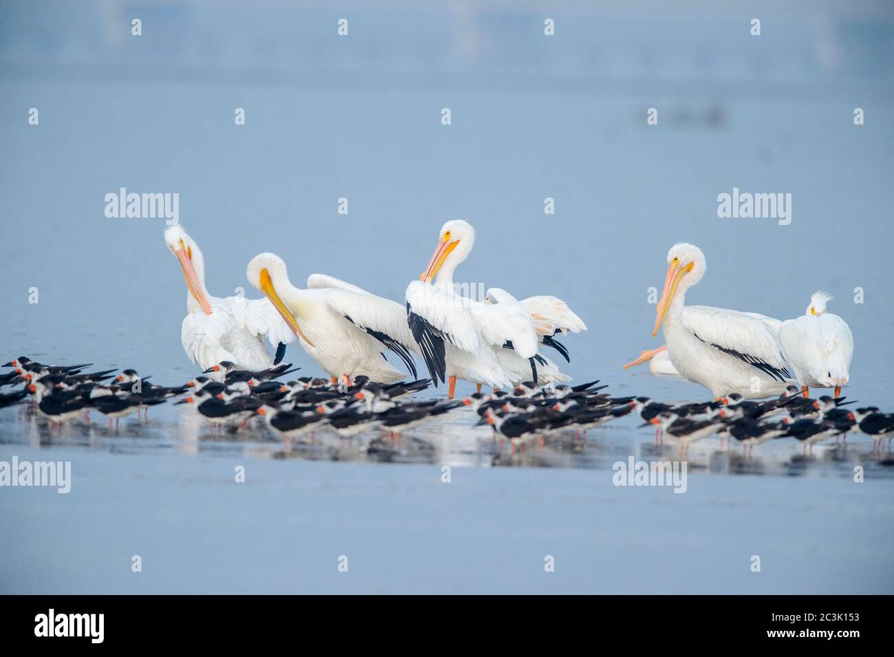 Schwarzer Skimmer (Rynchops niger) Roosting mit amerikanischem weißen Pelikan (Pelecanus erythrorhynchos), Goose Island State Park, Texas, USA Stockfoto