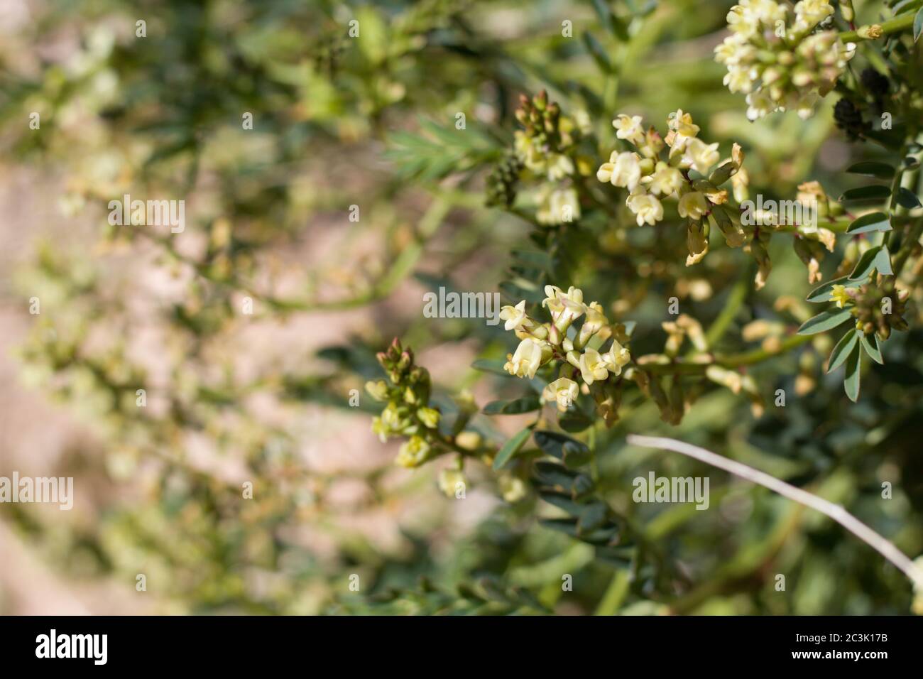 Blumen von Douglas Milkvetch, Astragalus Douglasii, Fabaceae, native Perennial in Pioneerstown Mountains Preserve, Southern Mojave Desert, Springtime. Stockfoto