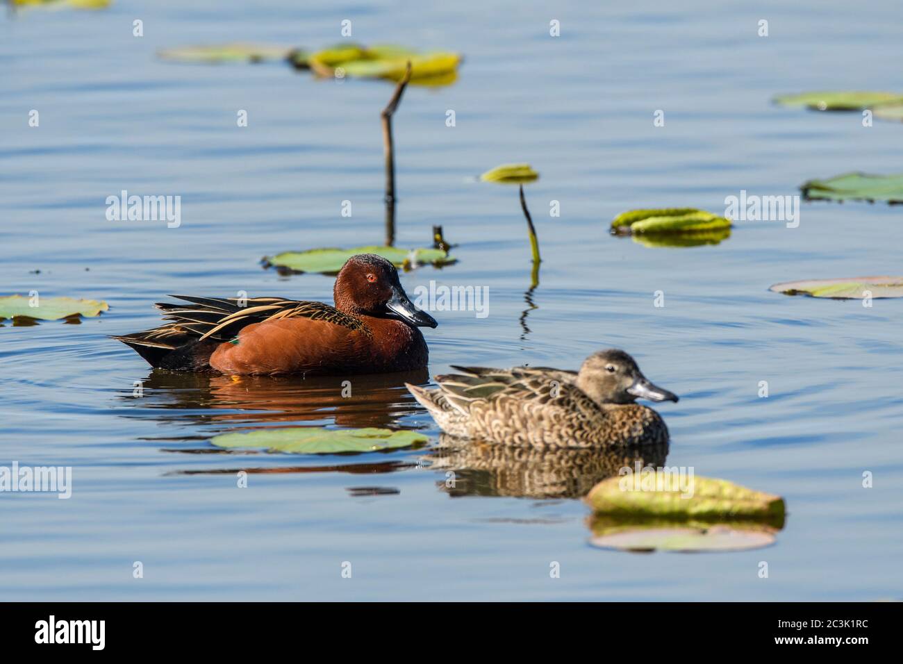 Zimtbären (Anas cyanoptera), Anahuac National Wildlife Refuge, Texas, USA Stockfoto