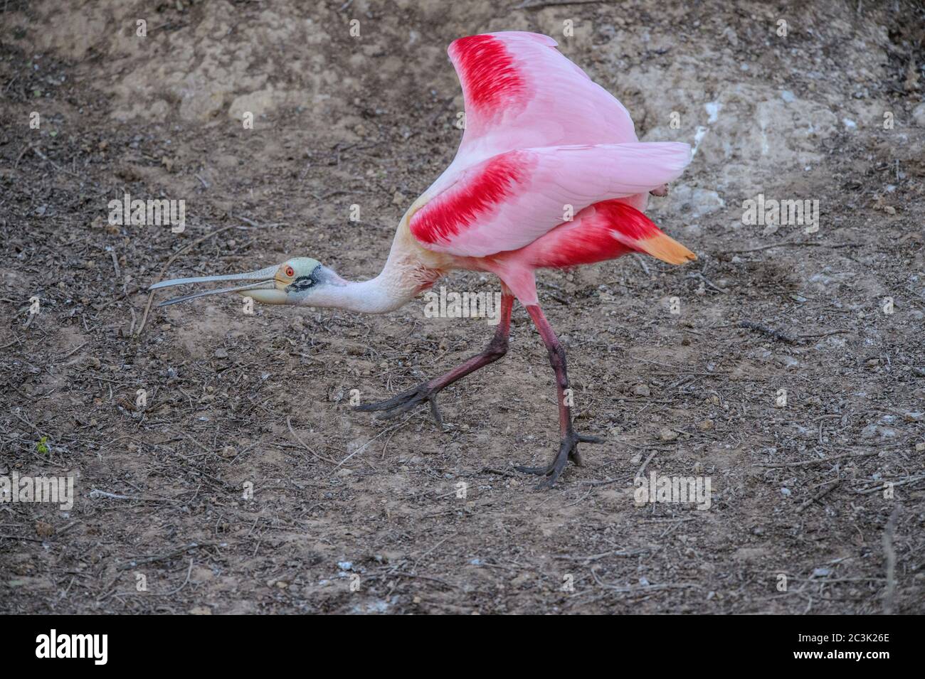 Roseatspoonbill (Platalea ajaja) Courtship Verhalten im frühen Frühjahr, Smith Oaks Audubon Rookery, High Island, Texas, USA Stockfoto