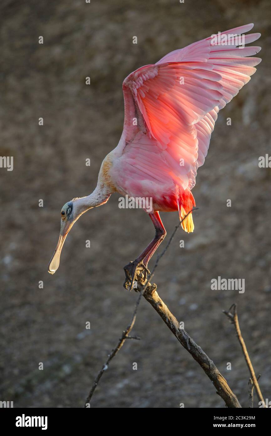 Roseatspoonbill (Platalea ajaja) in der Nähe der Brutkolonie im frühen Frühjahr, Smith Oaks Audubon Rookery, High Island, Texas, USA Stockfoto