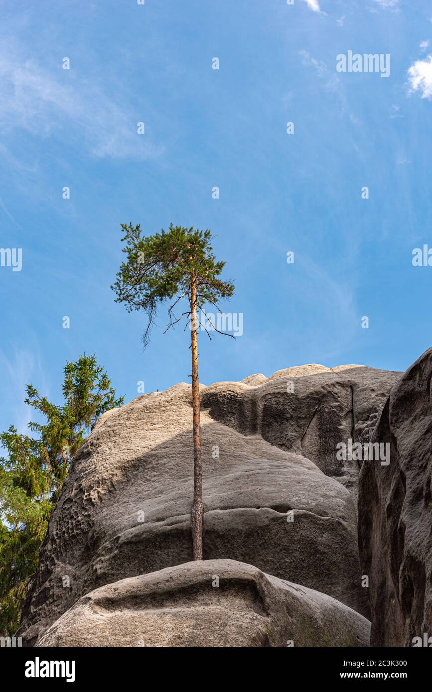 Einziger Baum, der auf dem felsigen Berg wächst Stockfoto
