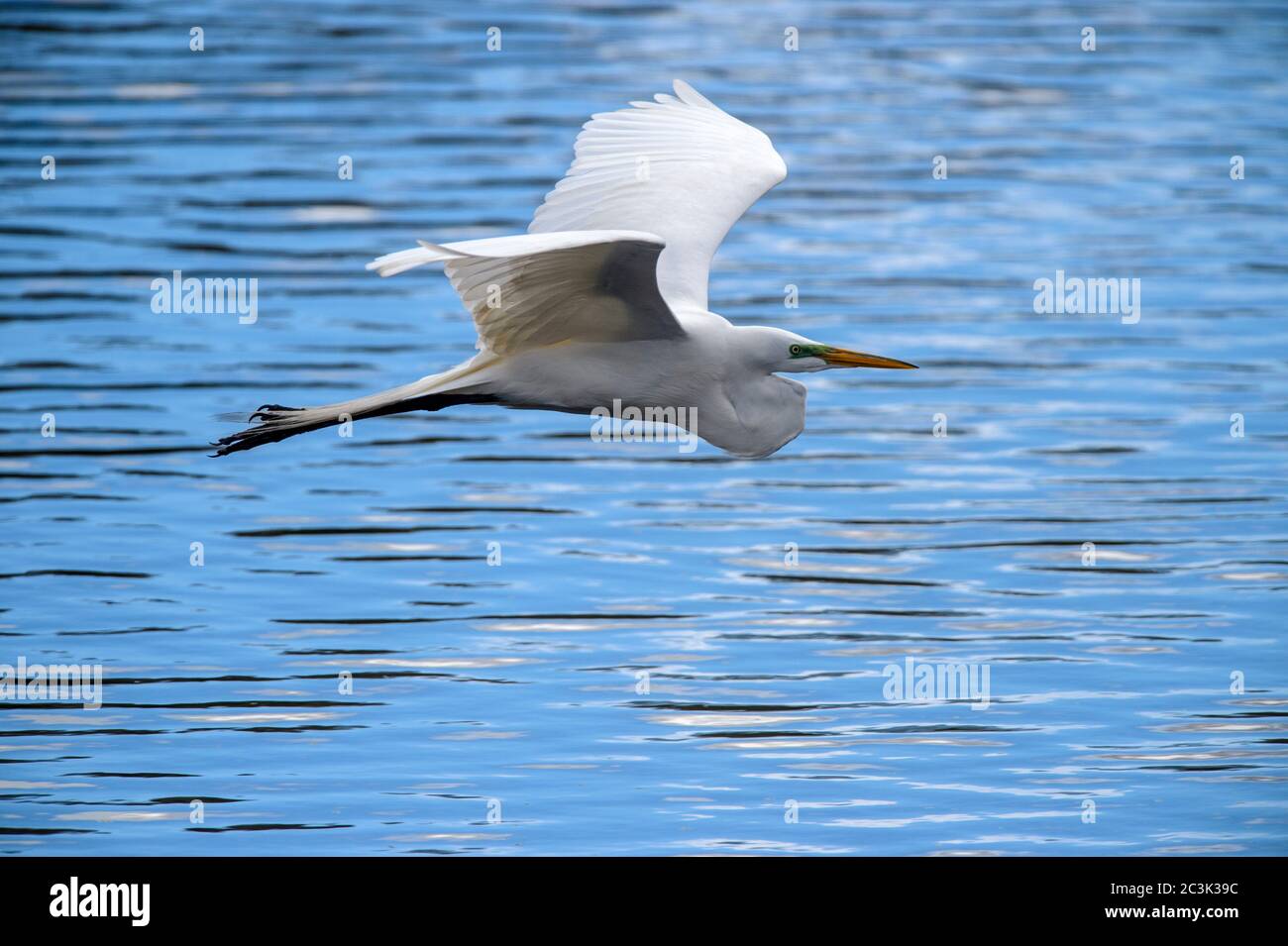 Great Egret (Casmerodius albus, Ardea alba, Egretta alba) Nest Bauaktivitäten in 'Bird City', Jungle Gardens, Avery Island, Louisiana, USA Stockfoto