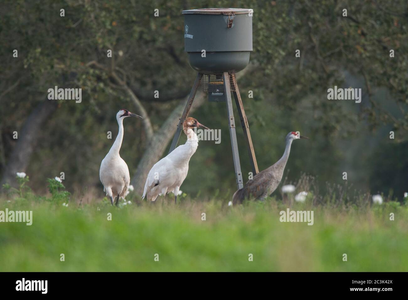 Whooping Kran (Grus Americana), Lamar, Texas, USA Stockfoto