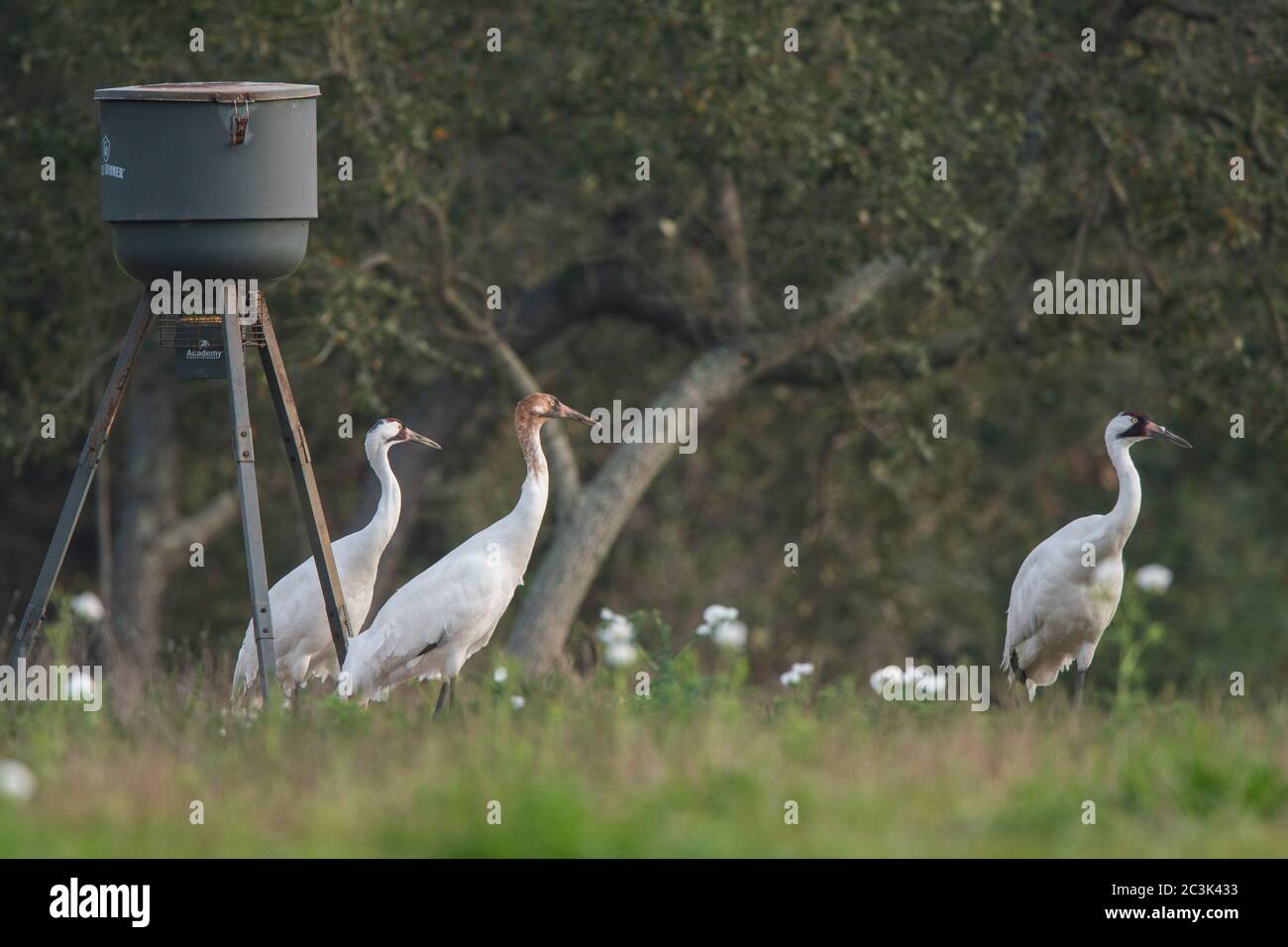 Whooping Kran (Grus Americana), Lamar, Texas, USA Stockfoto
