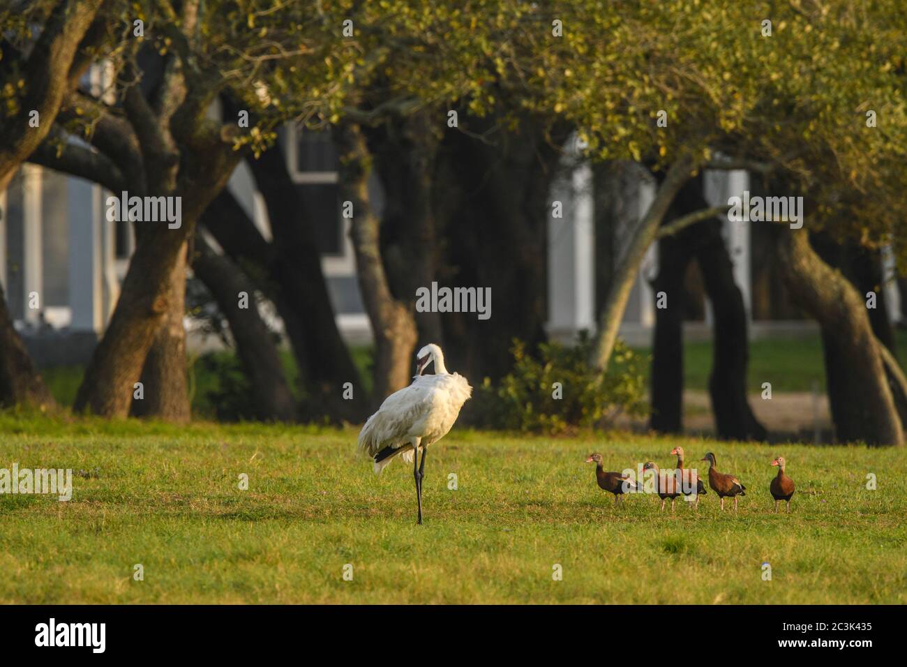 Whooping Kran (Grus Americana), Lamar, Texas, USA Stockfoto