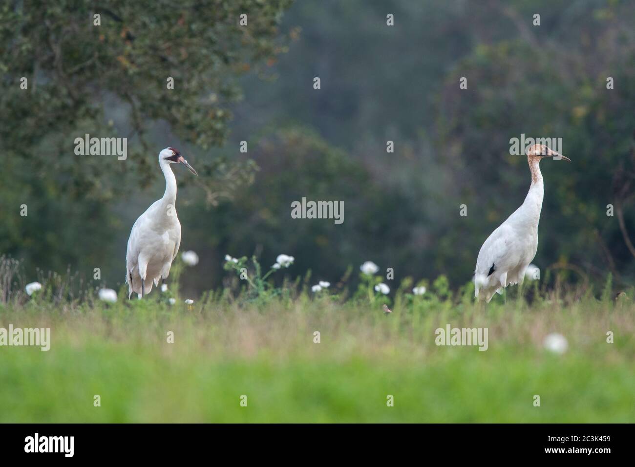 Whooping Kran (Grus Americana), Lamar, Texas, USA Stockfoto