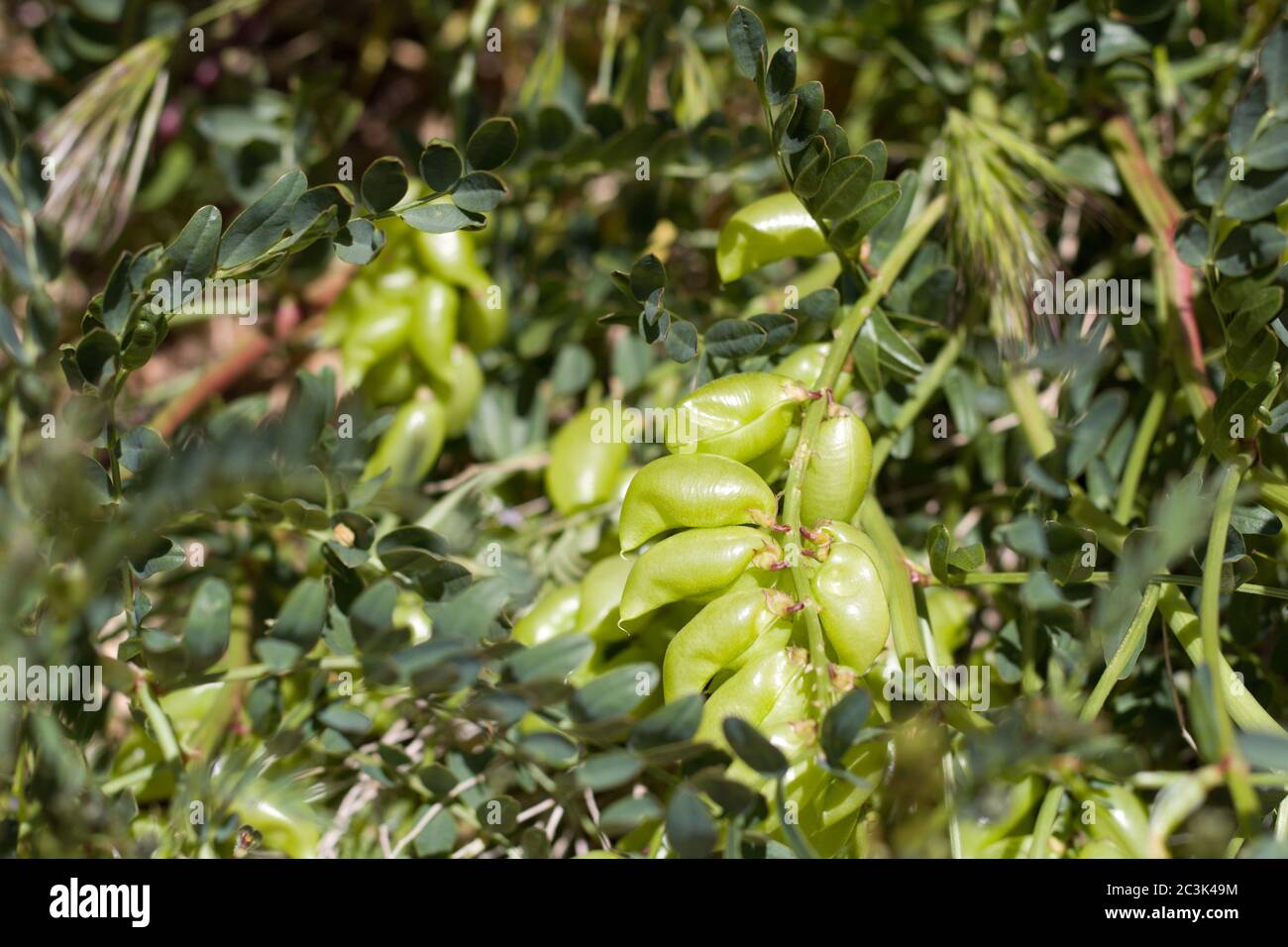 Früchte von Douglas Milkvetch, Astragalus Douglasii, Fabaceae, einheimische Mehrjährige in Pioneerstown Mountains Preserve, Southern Mojave Desert, Springtime. Stockfoto