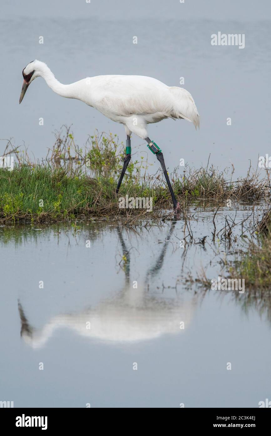 Whooping-Kran (Grus Americana), Aransas National Wildlife Refuge, Texas, USA Stockfoto