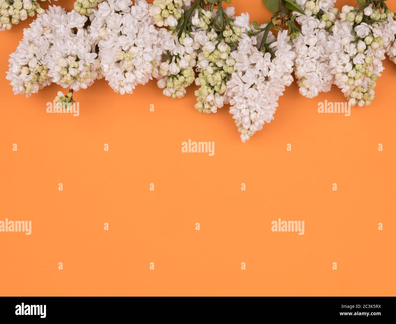 Weißer Flieder auf orangefarbenem Hintergrund. Die Aussicht von oben. Frühlingsblumen. Stockfoto