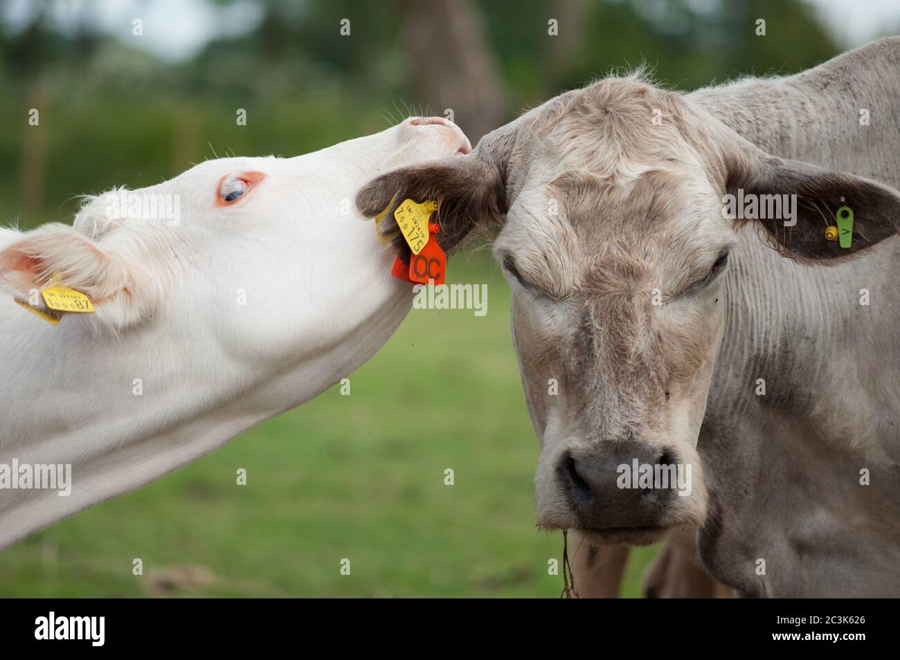 Junge Kuh leckt das Ohr der Mutter Stockfoto