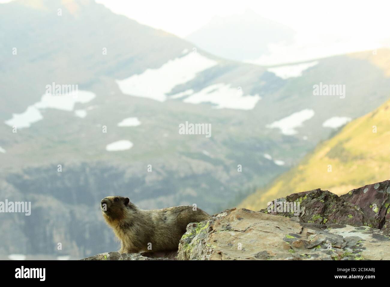 Ein heidselige Murmeltier, der zwischen dramatischen Berghängen innehält Stockfoto