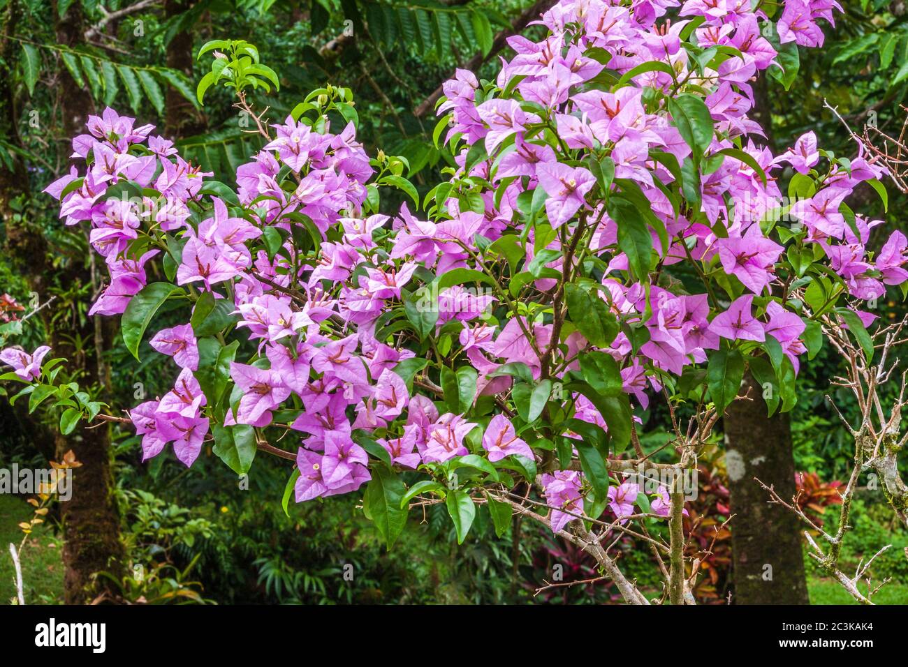 Blühender Bougainvillea Busch, Bougainvillea spectabilis, in den tropischen Gärten der Arenal Observatory Lodge in der Nähe von Fortuna, Costa Rica. Stockfoto