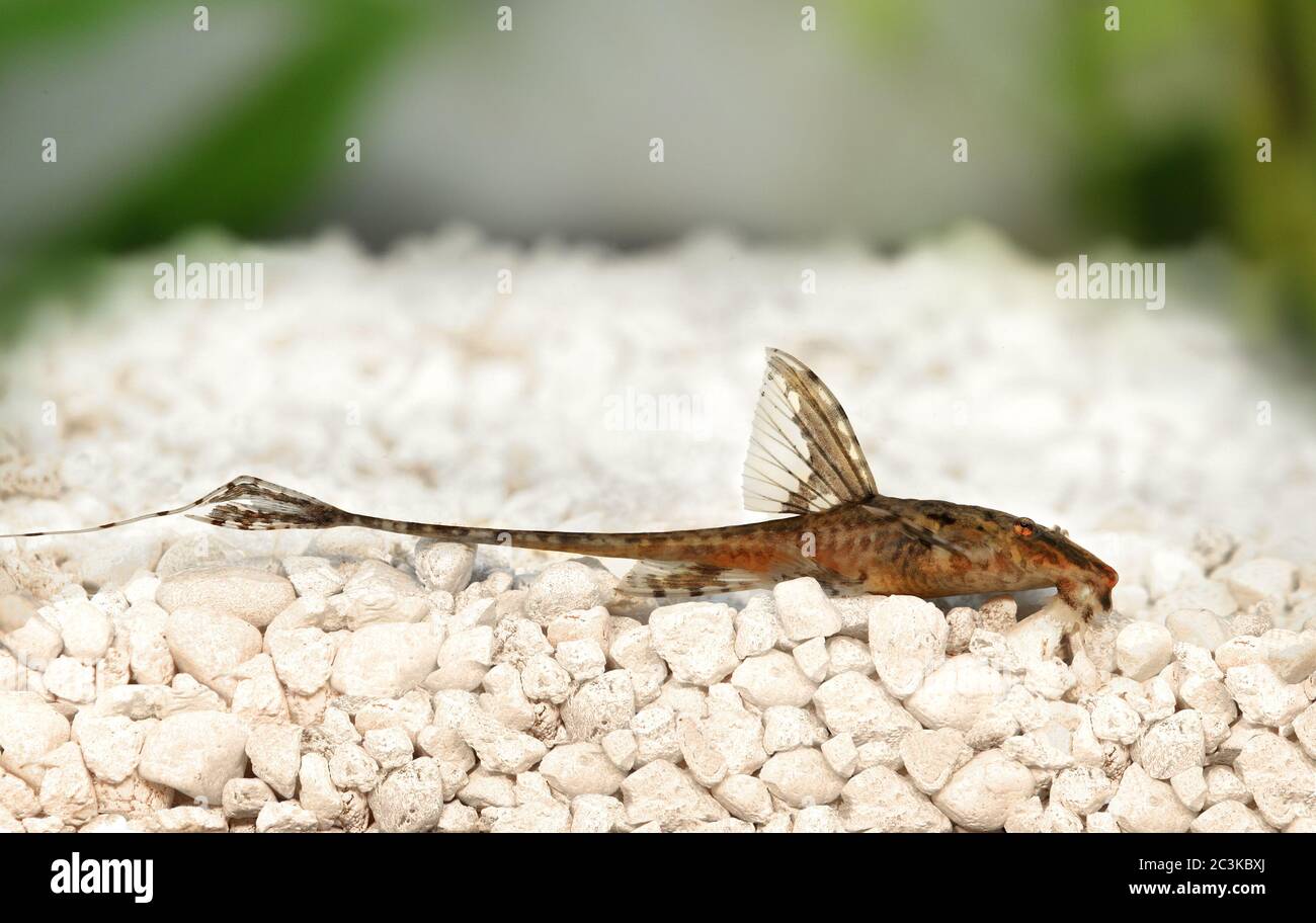 Hochflossen-Wels Rineloricaria lanceolata Aquarienfische Stockfoto