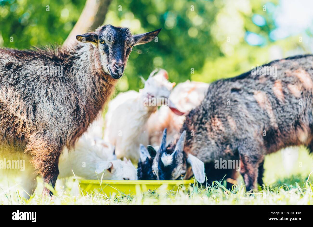 Nahaufnahme der kleinen Ziege, Blick auf die Kamera auf dem Hintergrund der kleinen Ziegen, Essen im Freien. Stockfoto