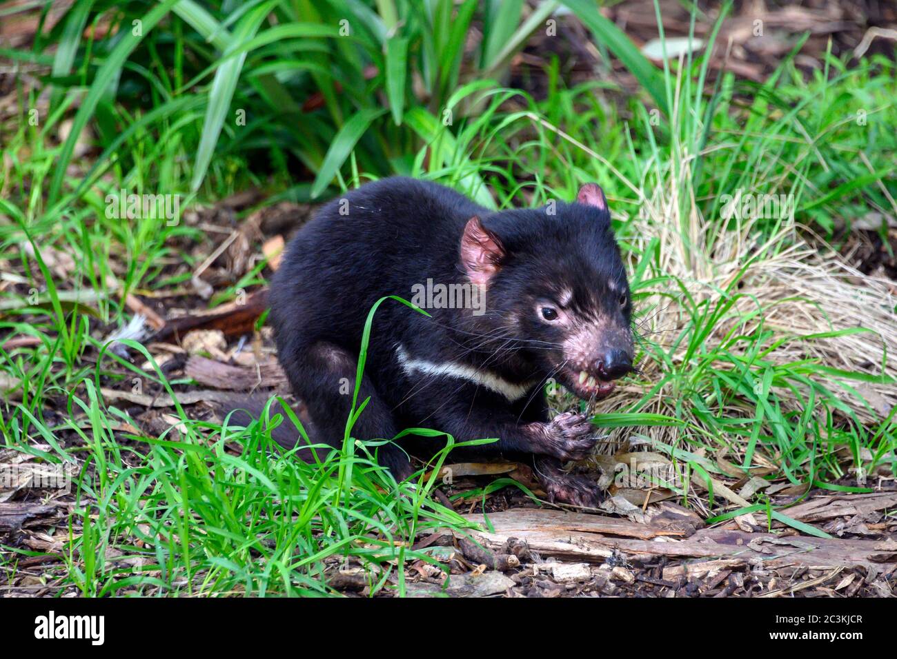 Tasmanian Devil mit ihrem Essen Stockfoto