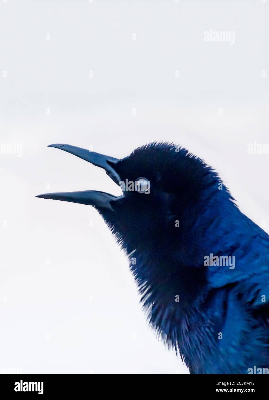 Ein Boot-tailed Grackle ruft in St. Johns County Ocean Pier, 14. April 2015, in St. Augustine, Florida. Stockfoto