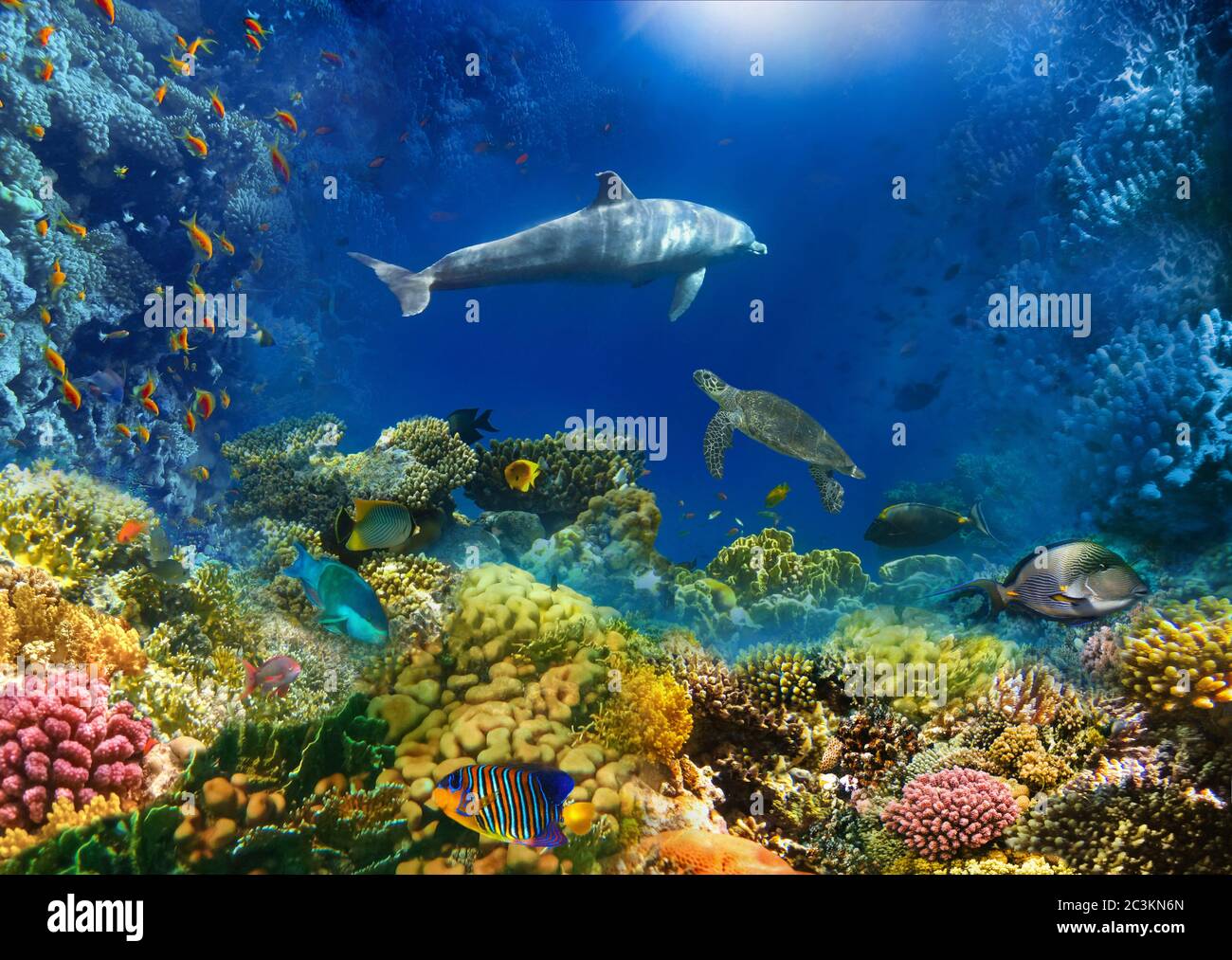 Unterwasserwelt. Korallenfische des Roten Meeres. Ägypten Stockfoto