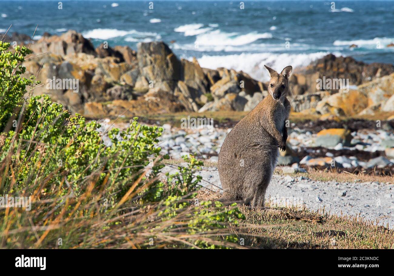 Die lokale Bennett Wallaby von King Island, genießen Sie die Küstenaussichten Stockfoto