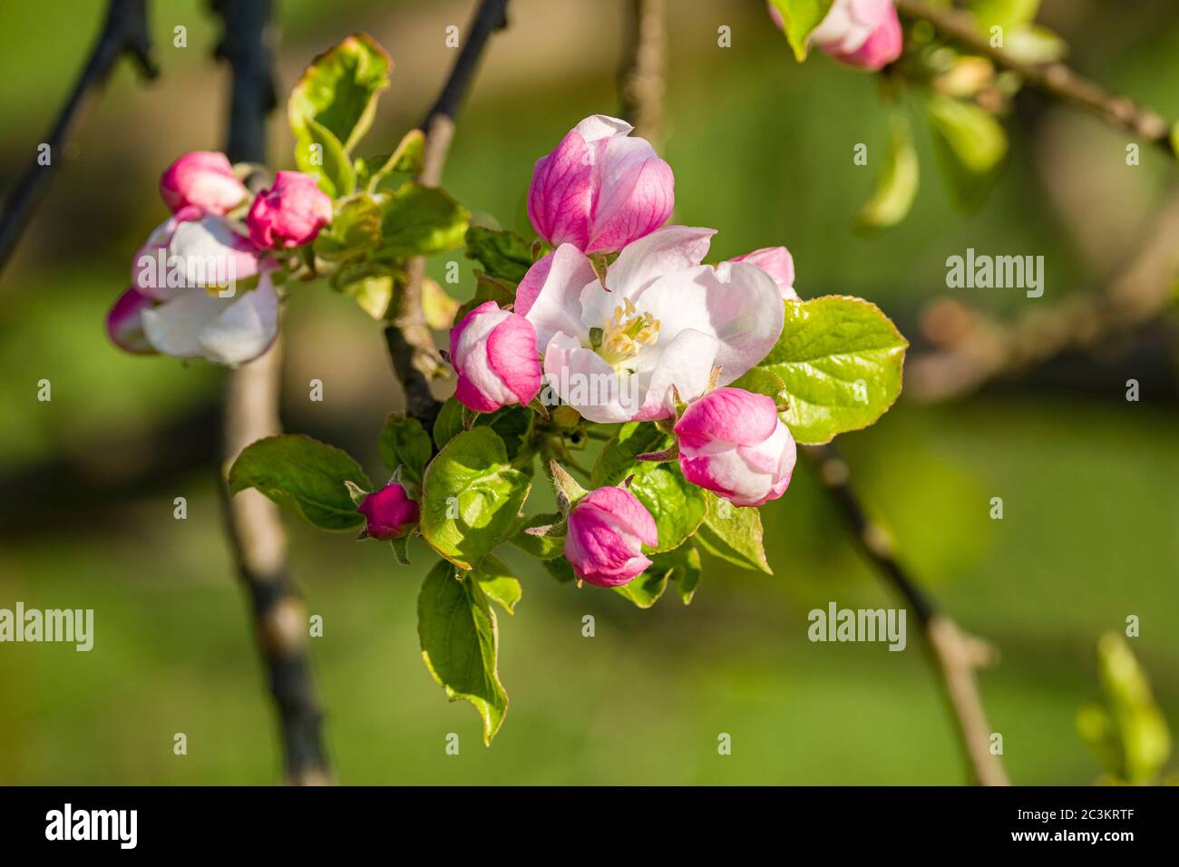 Blühende Blüten eines Apfelbaums Stockfoto