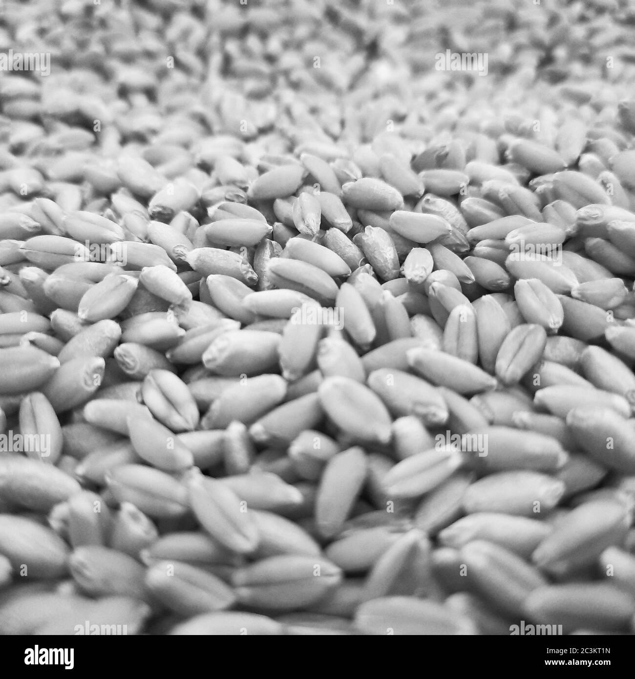 Weizenkorn als Hintergrundtextur Stockfoto