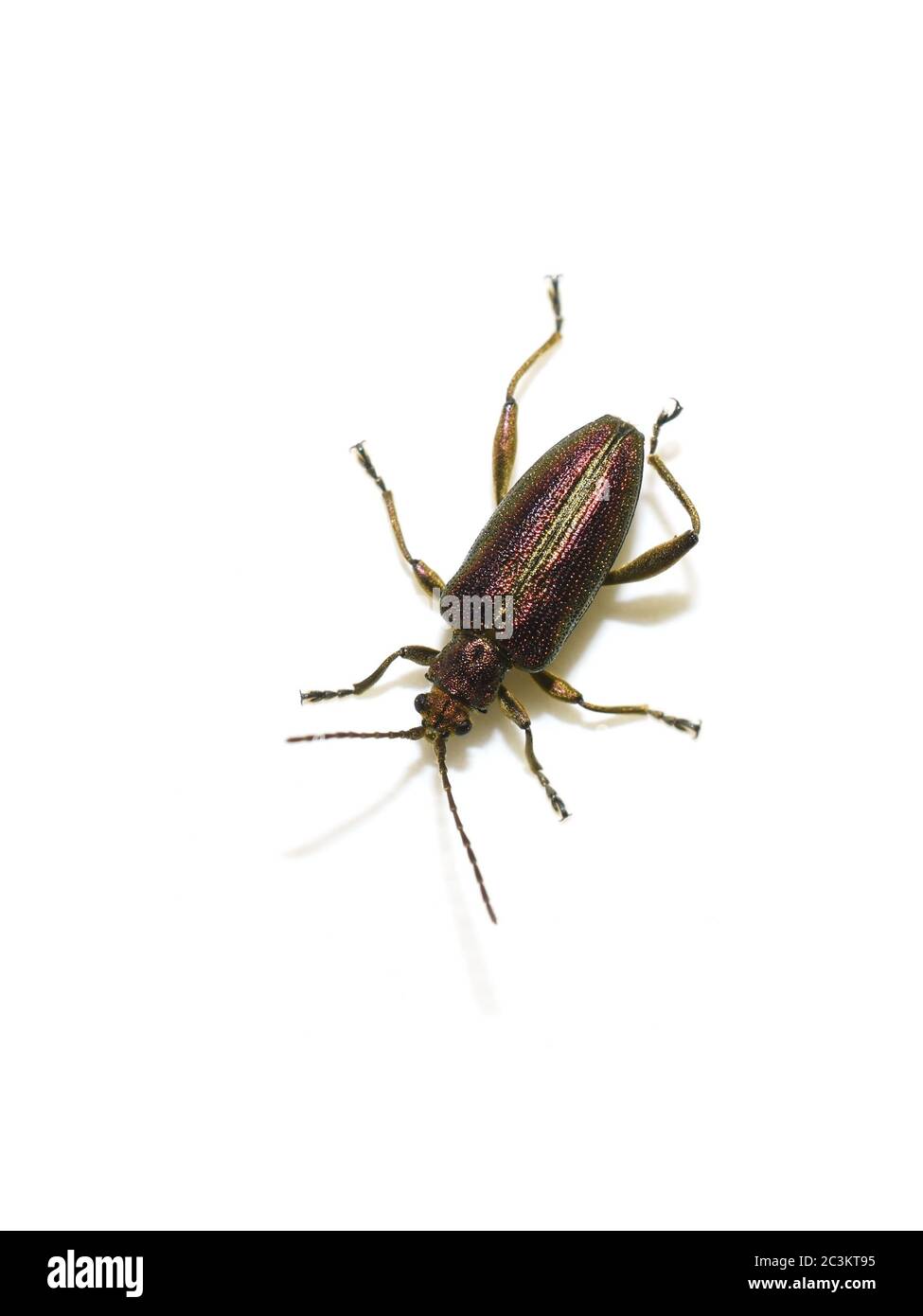 Der glänzend bunte Blattkäfer Zircon Reed Beetle Donacia aquatica isoliert auf weißem Hintergrund Stockfoto