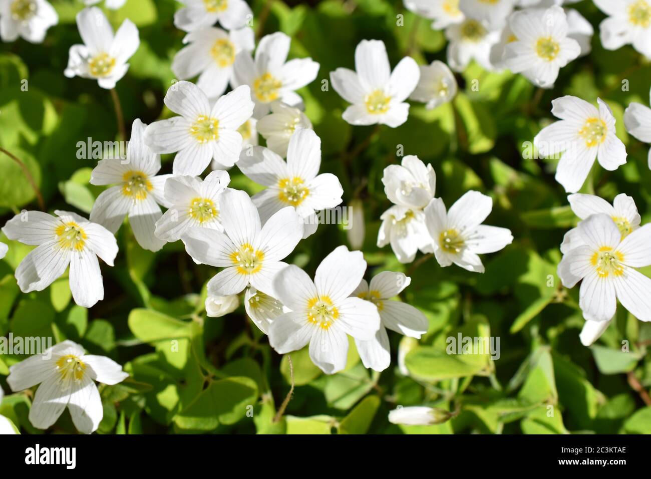 Der gewöhnliche Waldschnupfenstrauch Oxalis acetosella blüht im Frühjahr Stockfoto