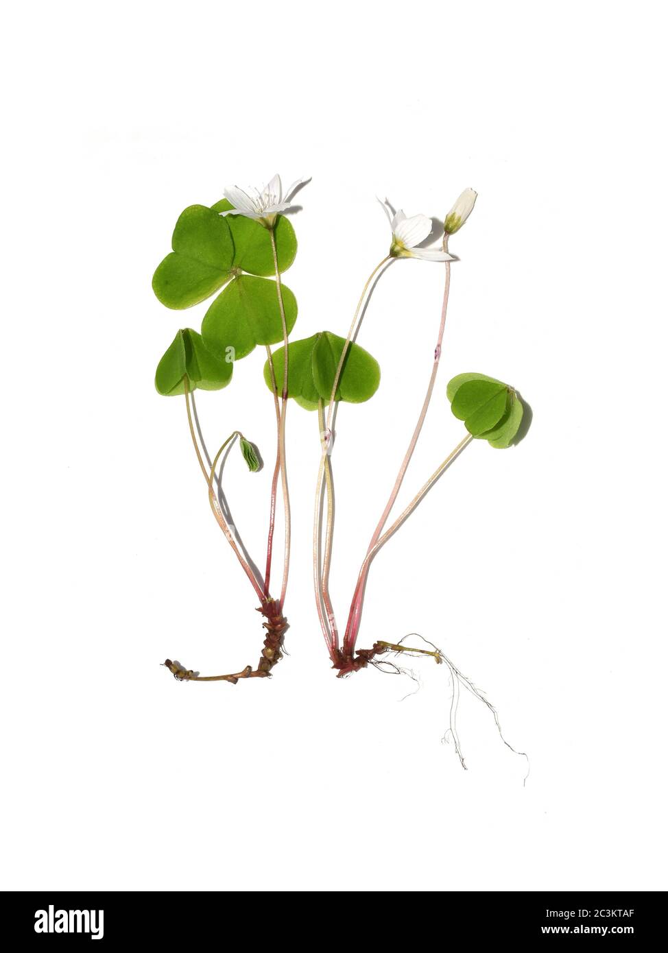 Die gewöhnliche Waldsorrel Oxalis acetosella blühende Pflanze isoliert auf weißem Hintergrund Stockfoto