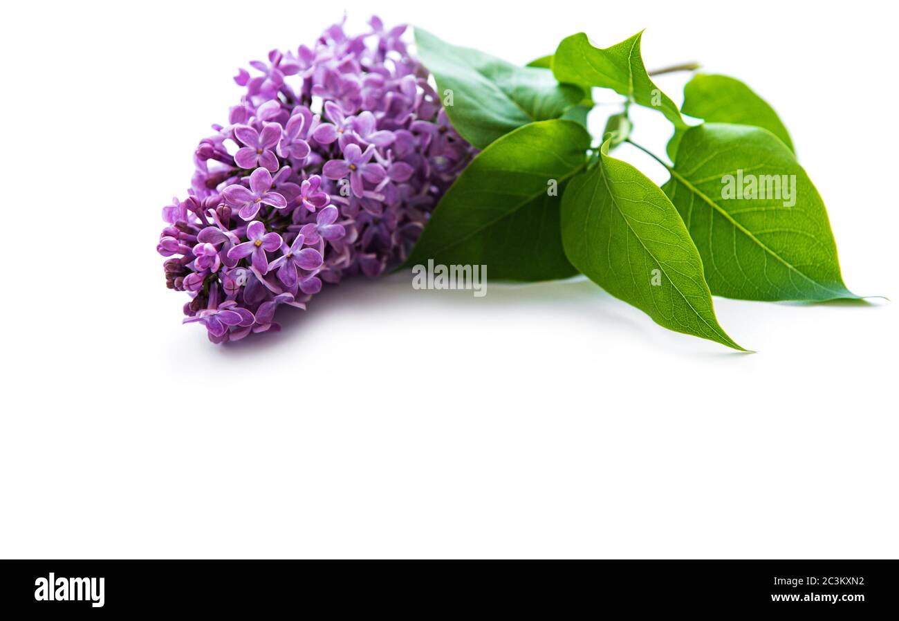 Zweige und Blumen von Flieder auf weißem Hintergrund, oben viev, flach legen, Kopierer Platz für Ostern, Muttertag, Frauentag Stockfoto