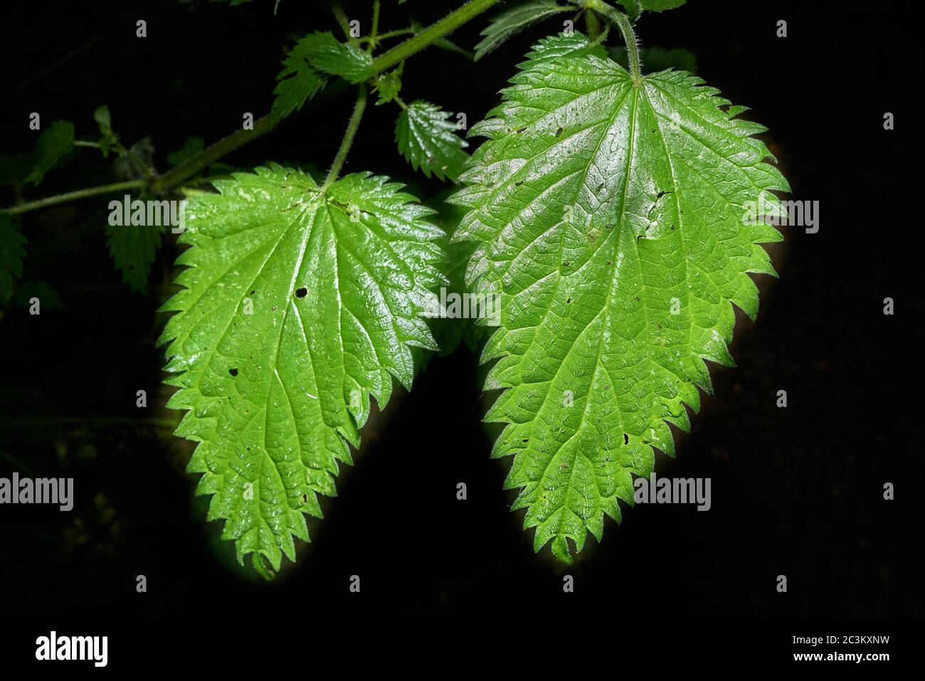 Grüne Blätter der Brennnessel (urtica dioca) stechende Pflanze. Stockfoto