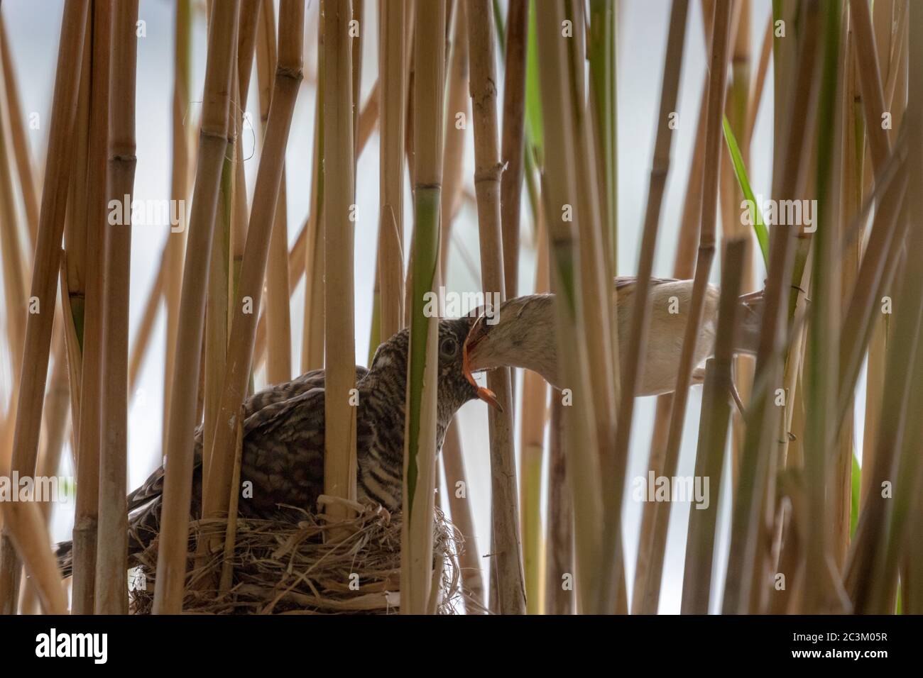 Der große Schilfgrasmücke (Acrocephalus arundinaceus) füttert die Jungen des Kuckucks (Cuculus canorus) im Nest im Schilf. Stockfoto