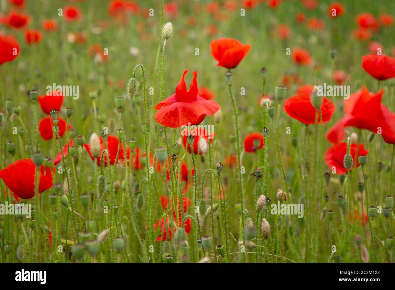 Rote Mohnblumen auf einer Wiese. (Die Blüten des Mohnes – auch Feld- oder Maismohn genannt – Papaver rhoeas.) Gedreht 2016 in der Slowakei. Stockfoto
