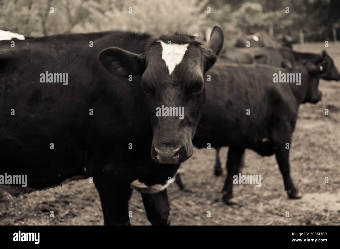 Kuh nimmt Schläge eine düstere Pose Stockfoto