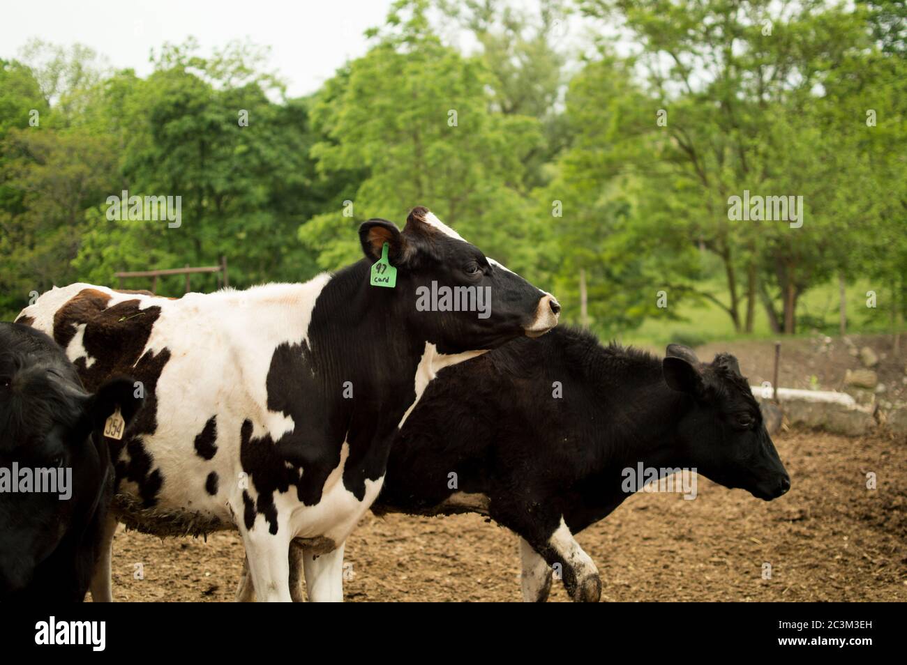 Kühe kommen zur Fütterungszeit Stockfoto