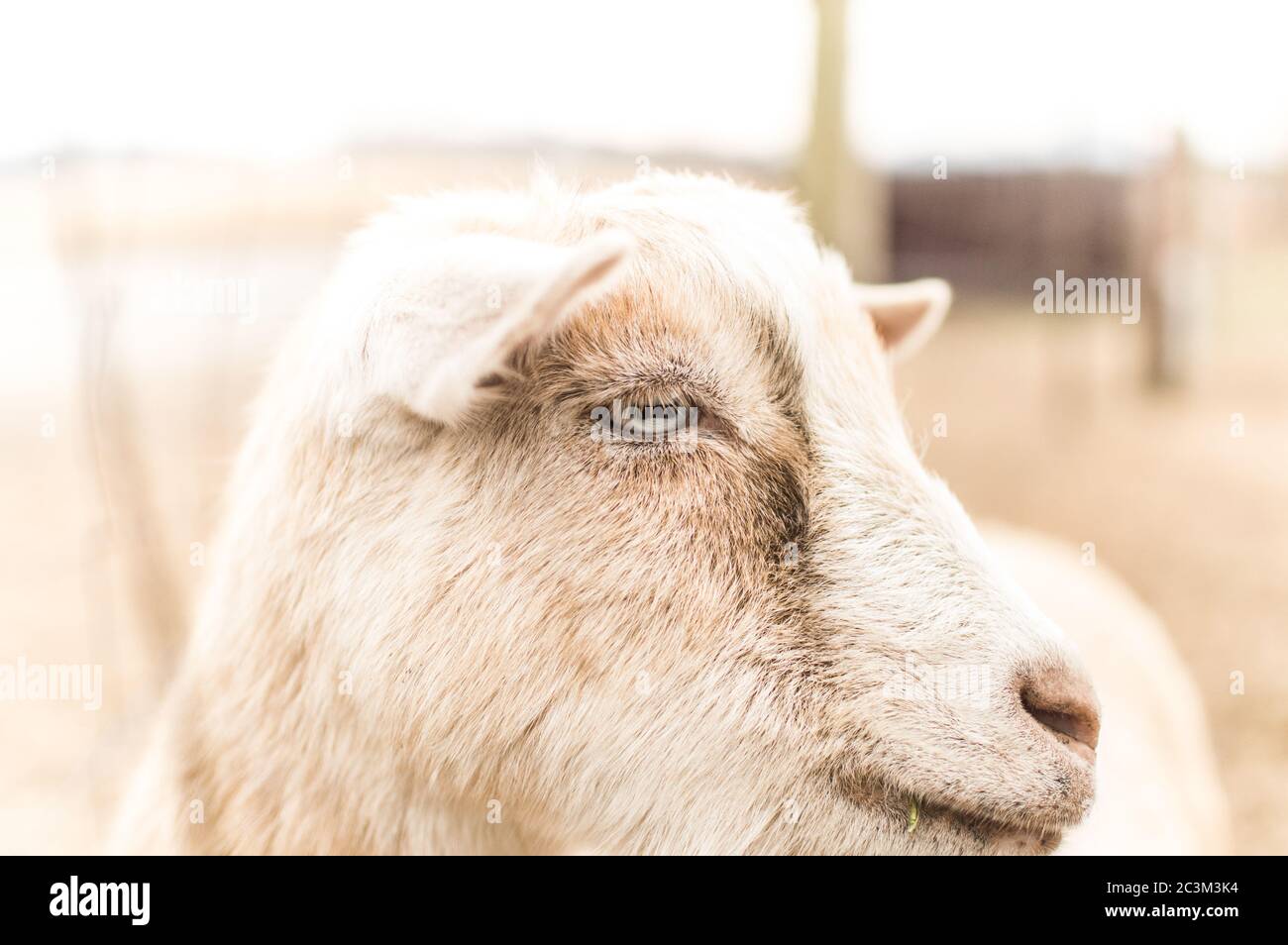 Diese Ziege ist ein echter cooler Kerl Stockfoto