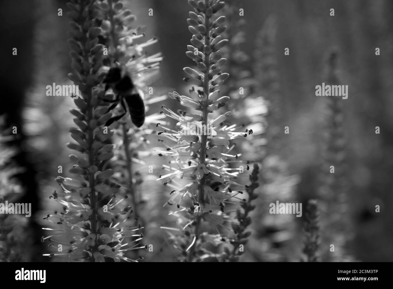 Graustufen Nahaufnahme einer auf einer Pflanze sitzenden Biene Stockfoto