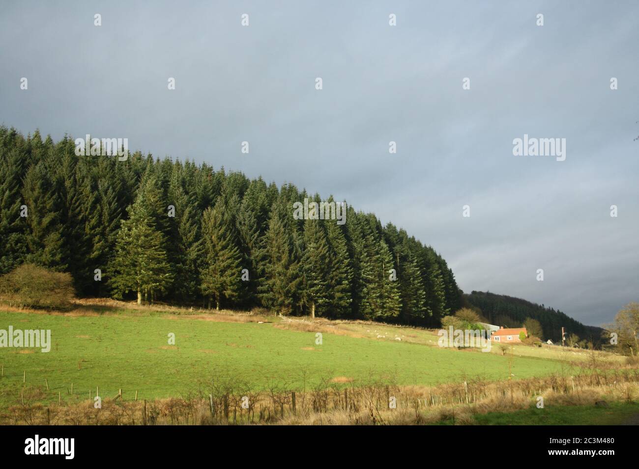 Weihnachtsbaumwald Stockfoto