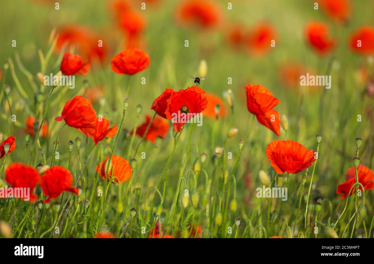 Rotes Mohn-Feld. Selektive Fokus auf eine einzelne Mohnblume mit einem Hummel in einem Feld von Mohnblumen verschwommen Hintergrund. Konzept: Gesundheit, Natur und Wohlbefinden Stockfoto