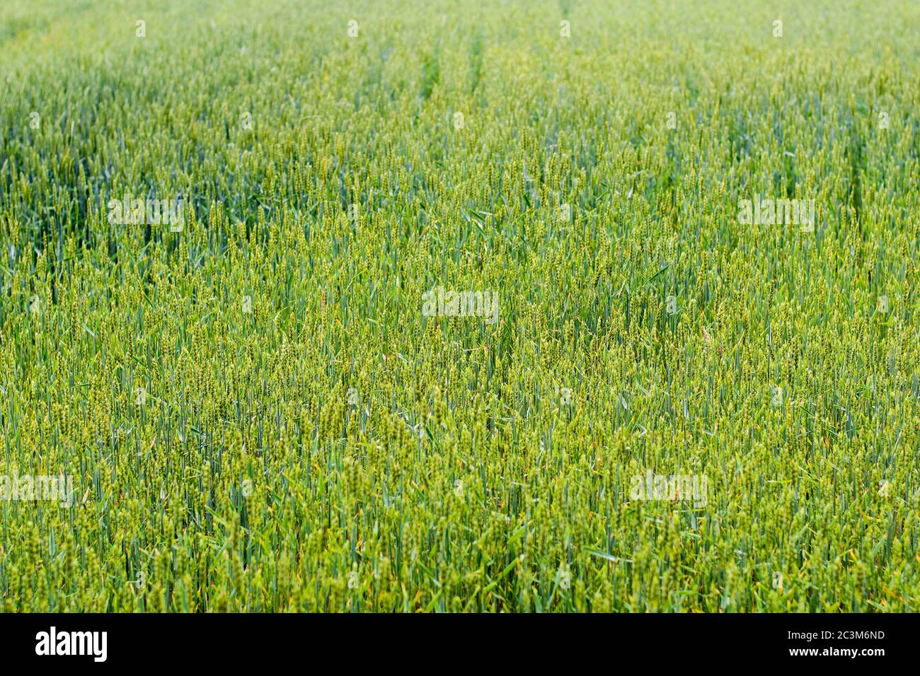 Grünes Feld der Weizen Reifung Ernte auf dem Bauernhof. Stockfoto