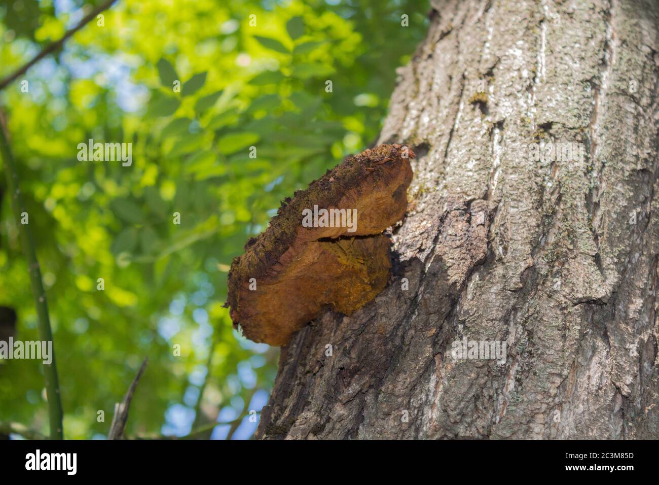 Pilz auf dem Baum. Pilz auf der Rinde des Baumes. Stockfoto